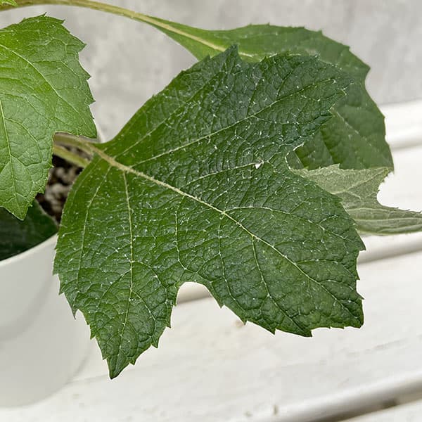 カシワバアジサイ：スノーフレーク(八重）4号鉢植え*