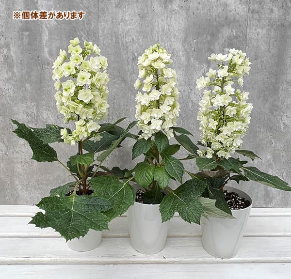 園芸ネット本店｜カシワバアジサイ：スノーフレーク(八重）4号鉢植え