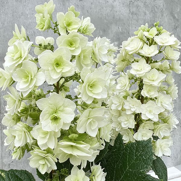 カシワバアジサイ：スノーフレーク(八重）4号鉢植え*