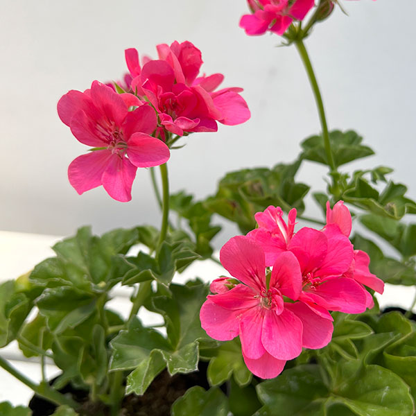 園芸ネット本店｜アイビーゼラニウム：カラーケード ピンクフラミンゴ