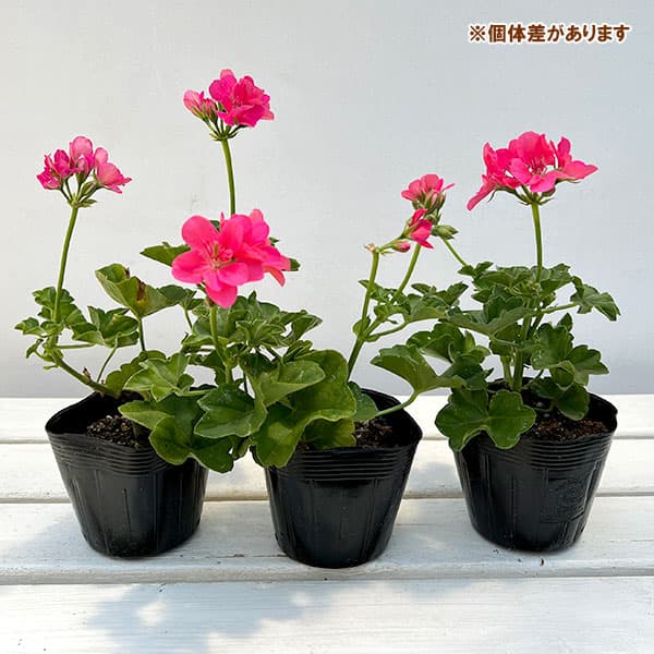 ゆみ　新品　フラミンゴピンク　ガードル1枚 ゆみ様専用 新品 フラミンゴピンク ガードル1枚