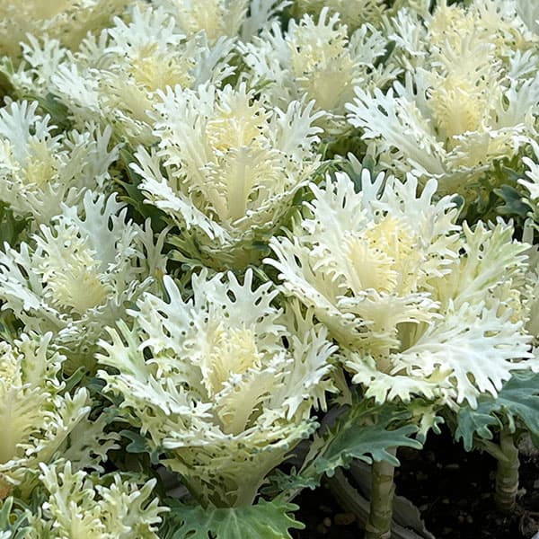 ハボタン：フェザーピュアホワイト4本仕立て3号ポット