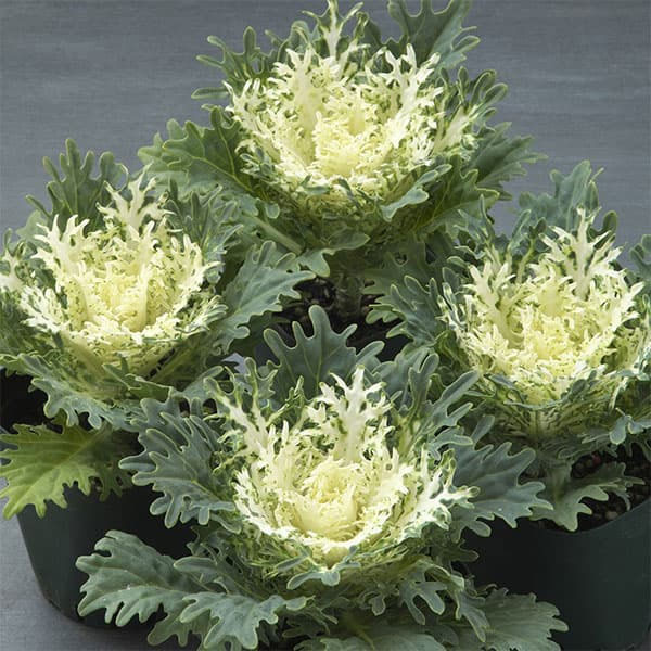 ハボタン：フェザーピュアホワイト4本仕立て3号ポット