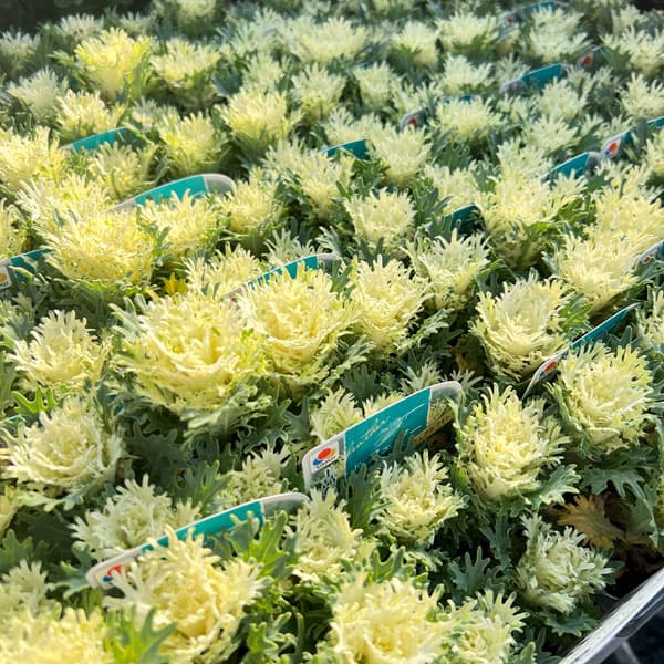 ハボタン:フェザーピュアホワイト4本仕立て3号ポット