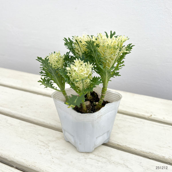 ハボタン:フェザーピュアホワイト4本仕立て3号ポット
