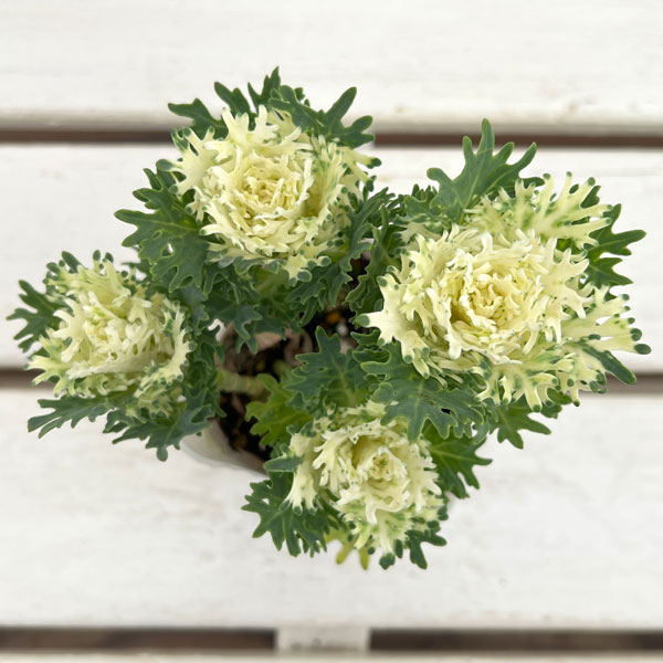 ハボタン:フェザーピュアホワイト4本仕立て3号ポット