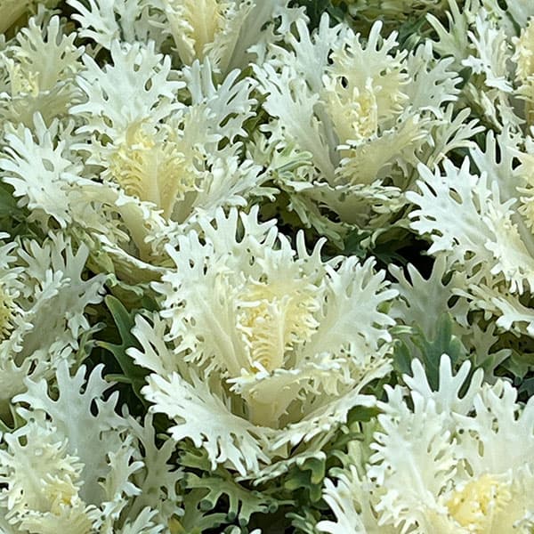 ハボタン：フェザーピュアホワイト4本仕立て3号ポット