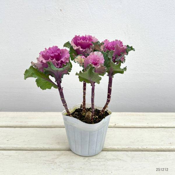 ハボタン：ラッフル ローズ4本立ち3号ポット