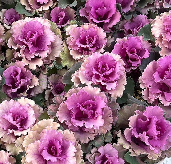 ハボタン：ラッフル ローズ4本立ち3号ポット