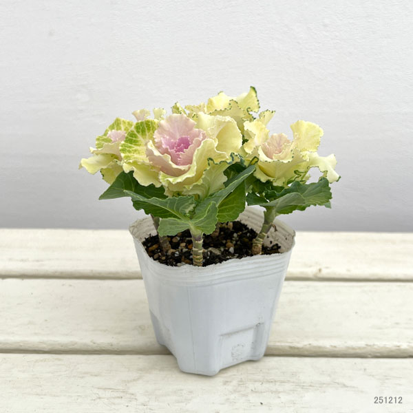 ハボタン：ラッフル バニラ4本立ち3号ポット