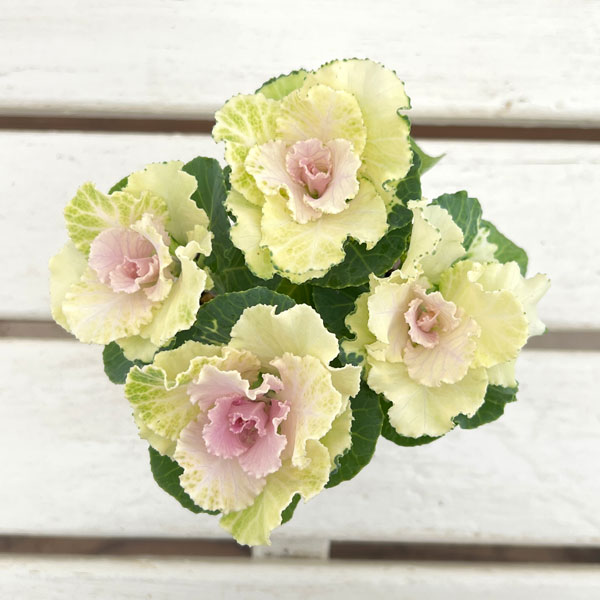 ハボタン：ラッフル バニラ4本立ち3号ポット