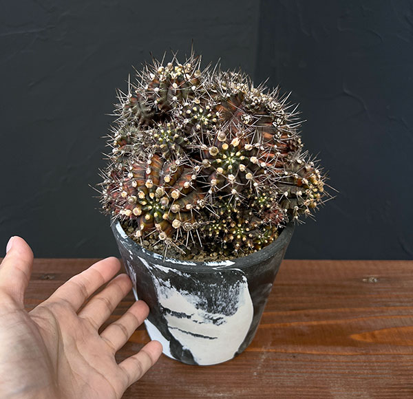 サボテン：ギムノカリキウム　ハイブリッド　5号24-02