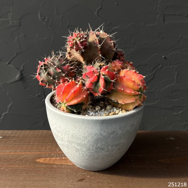 サボテン：ギムノカリキウム　ハイブリッド　5号24-07