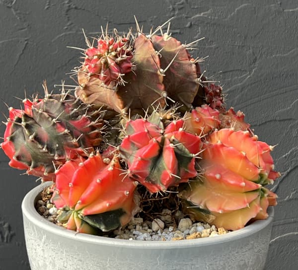 サボテン：ギムノカリキウム　ハイブリッド　5号24-07