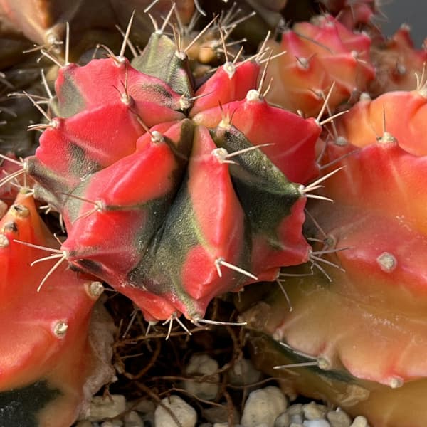 サボテン：ギムノカリキウム　ハイブリッド　5号24-07