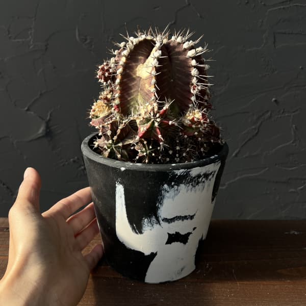 （わけあり特価）サボテン：ギムノカリキウム　ハイブリッド　5号24-11