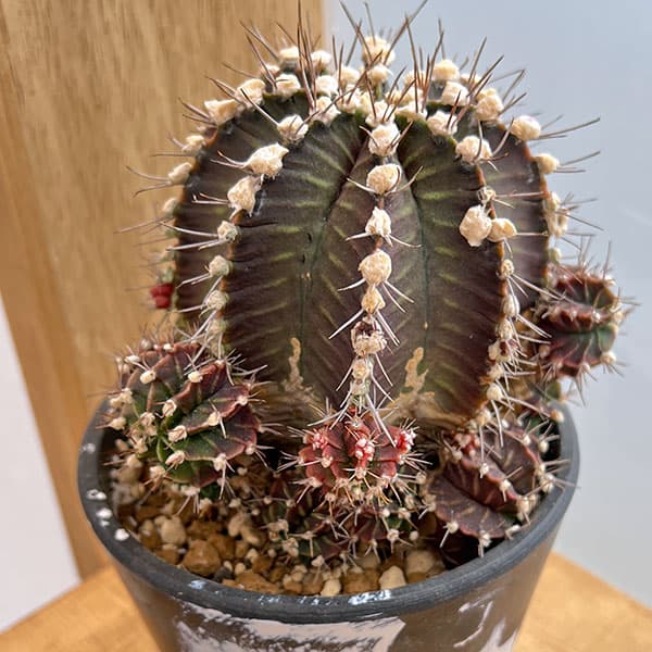 （わけあり特価）サボテン：ギムノカリキウム　ハイブリッド　5号24-11