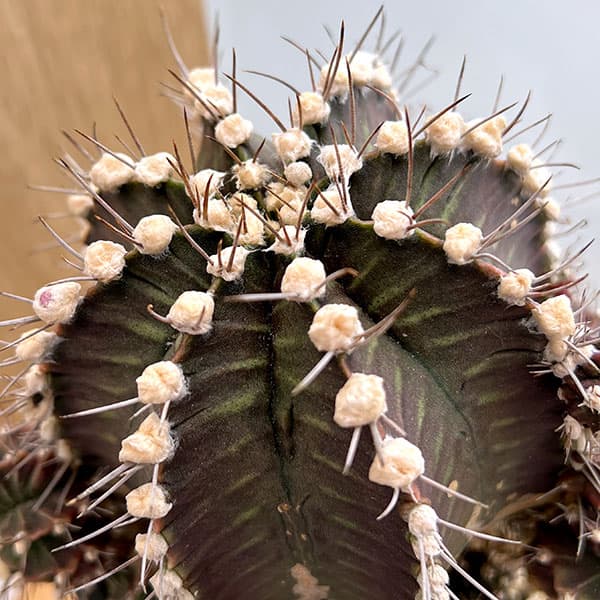 （わけあり特価）サボテン：ギムノカリキウム　ハイブリッド　5号24-11