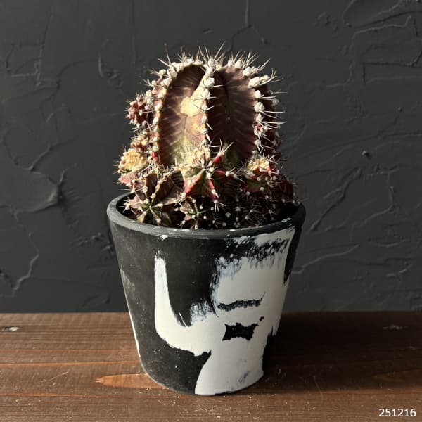 （わけあり特価）サボテン：ギムノカリキウム　ハイブリッド　5号24-11