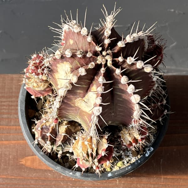 （わけあり特価）サボテン：ギムノカリキウム　ハイブリッド　5号24-11