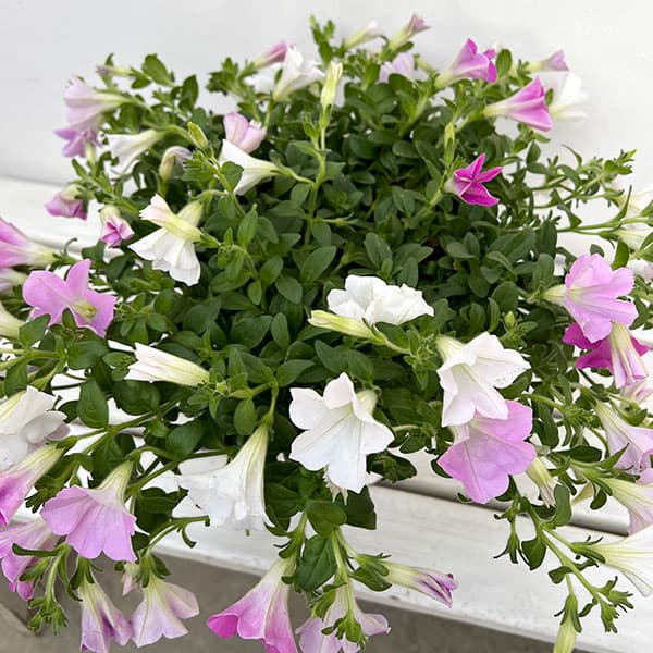 [春の鉢花予約]ペチュニア：さくらさくら3色植え6号鉢