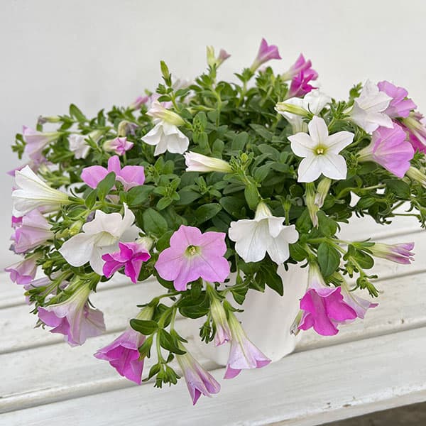 ペチュニア：さくらさくら3色植え6号鉢 の通販 | 園芸ネット