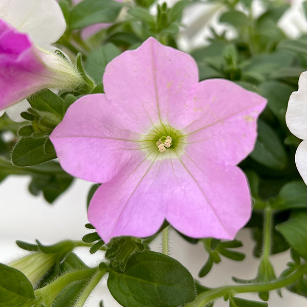 [春の鉢花予約]ペチュニア：さくらさくら3色植え6号鉢