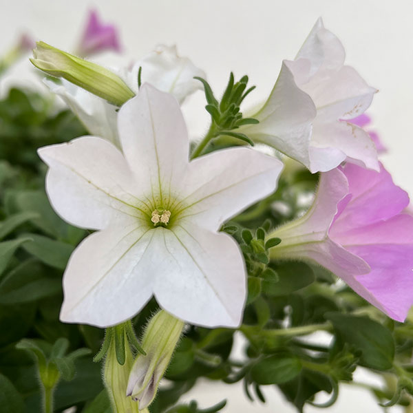 [春の鉢花予約]ペチュニア：さくらさくら3色植え6号鉢