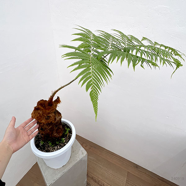 キンモコウ　タカワラビ 沖縄観葉植物/レア品種》タカワラビ/キンモウコウ/ゴールデン