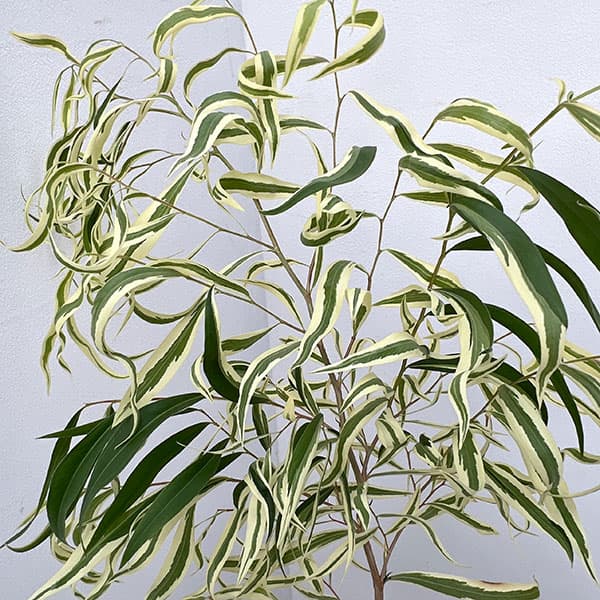 アゴニス：フレクソーサ　バリエガータ　5号鉢植え