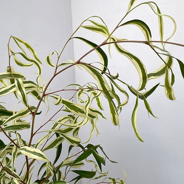 アゴニス：フレクソーサ　バリエガータ　5号鉢植え
