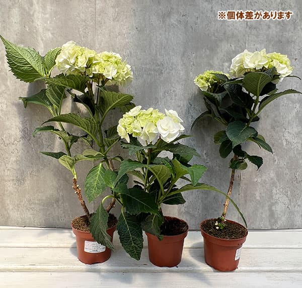 アジサイ アジサイ ピンクセンセーション タワー仕立て 全高55cm 5号鉢