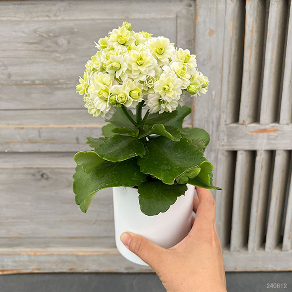 カランコエ：クイーンモアフラワーズ パリ3.5号鉢植え