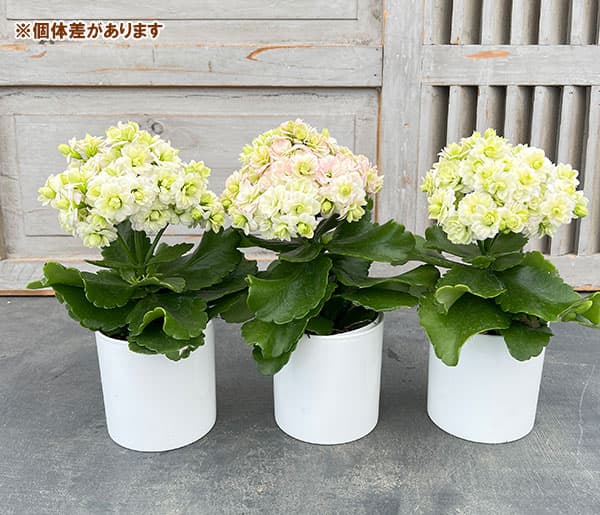 カランコエ：クイーンモアフラワーズ パリ3.5号鉢植え