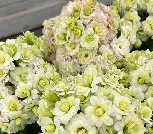 カランコエ：クイーンモアフラワーズ パリ3.5号鉢植え