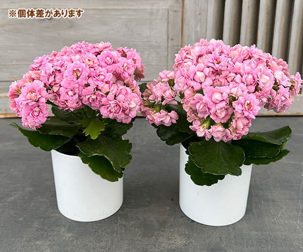 カランコエ ピンク蕾付き カランコエ クイーンローズ ピンク系 多肉植物 2.5号/お買い得2個 その他多肉植物