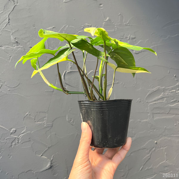 シンゴニウム：カリフォルニアゴールド　3号ポット