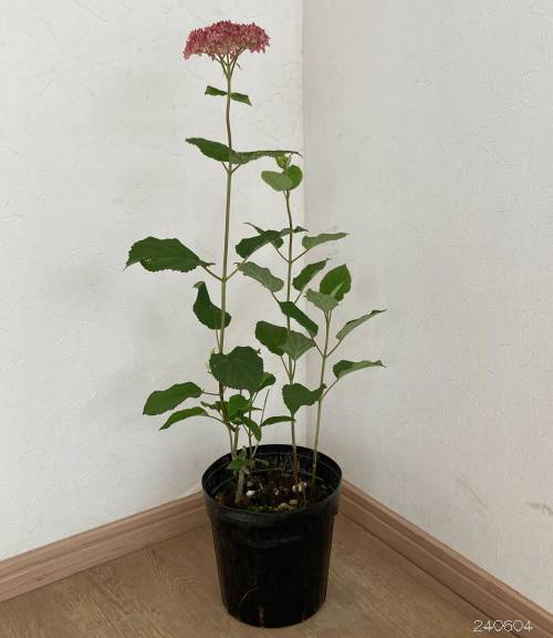 アジサイ（アメリカ）：ピンクアナベル ピンカーベル2本植え 6号ポット