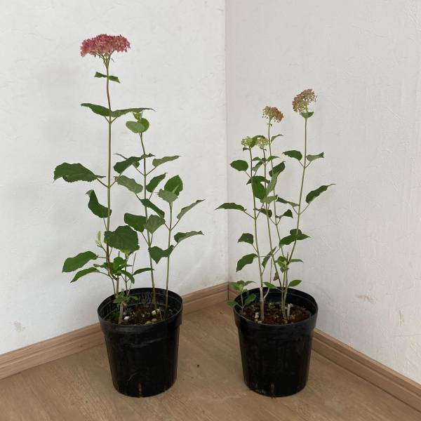 アジサイ（アメリカ）：ピンクアナベル ピンカーベル2本植え 6号ポット