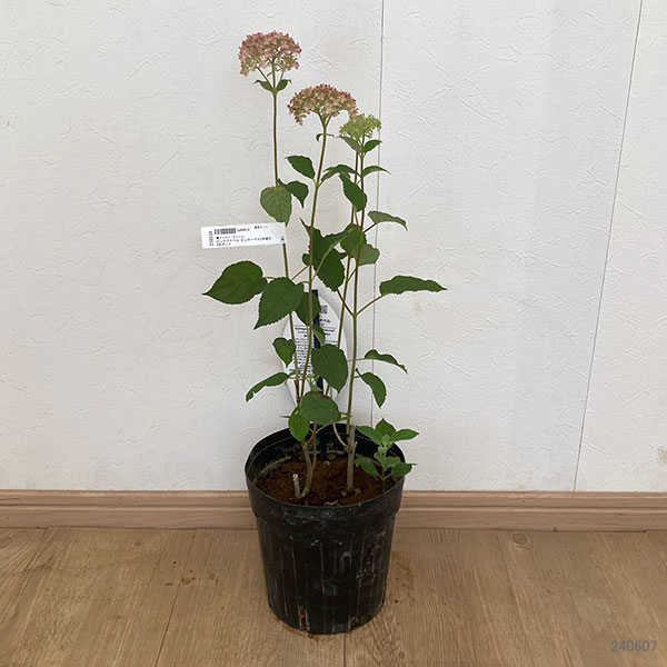 アジサイ（アメリカ）：ピンクアナベル ピンカーベル2本植え 6号ポット