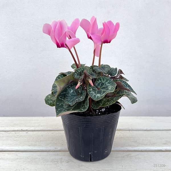 シクラメン:ドリームスケープ ローズアイ3.5号ポット