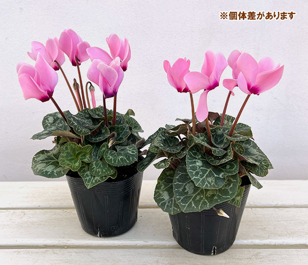 シクラメン:ドリームスケープ ローズアイ3.5号ポット