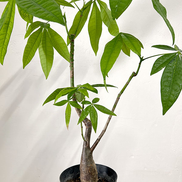 パキラ:グラブラ (実生株) 6号鉢植え