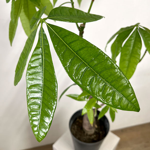 パキラ:グラブラ (実生株) 6号鉢植え