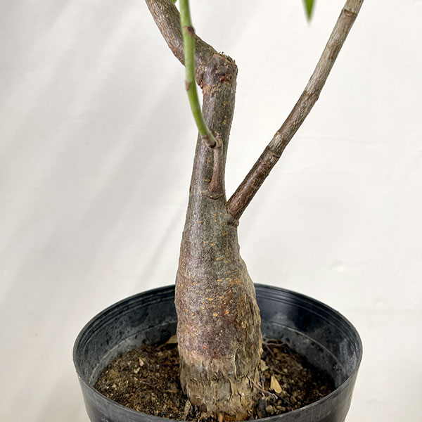 パキラ:グラブラ (実生株) 6号鉢植え