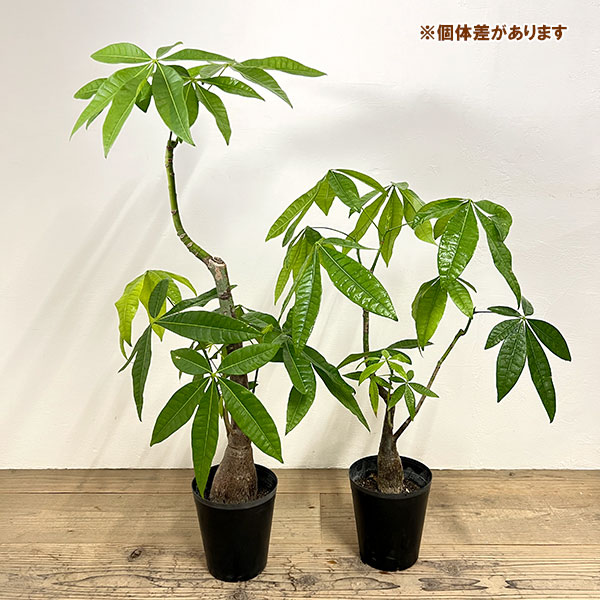 パキラ:グラブラ (実生株) 6号鉢植え