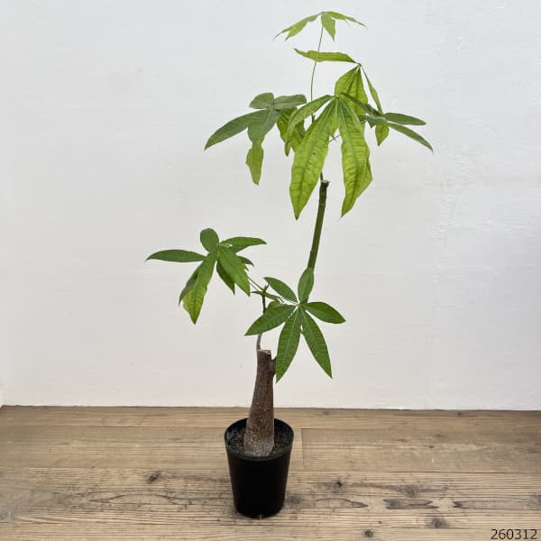 パキラ：グラブラ （実生株）　6号鉢植え