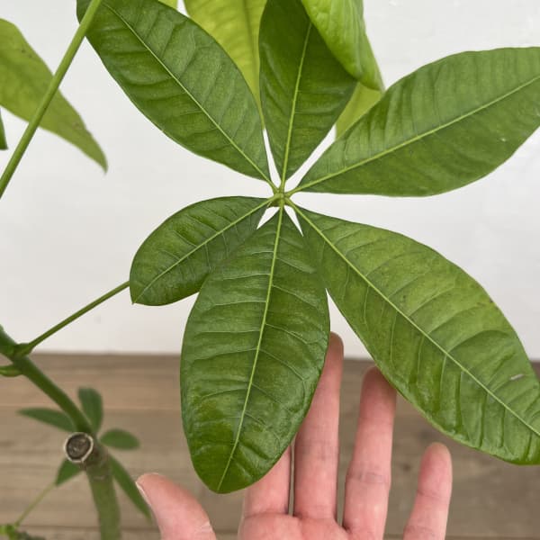 パキラ：グラブラ （実生株）　6号鉢植え