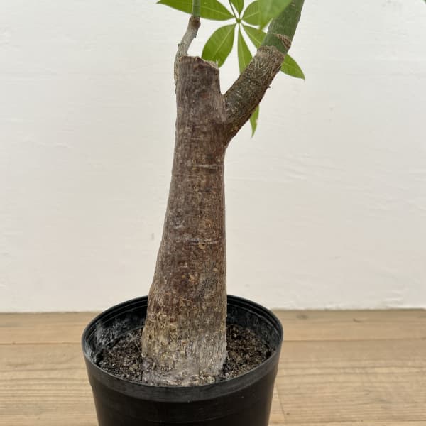 パキラ：グラブラ （実生株）　6号鉢植え