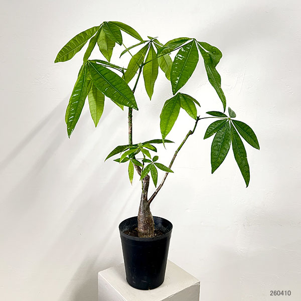 パキラ:グラブラ (実生株) 6号鉢植え